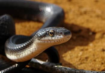 Black Rat Snake From Delaware Makes Trip To Montana And Back