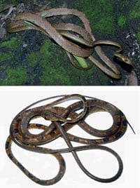 New Species Of Ecuadorean Vine Snake Described