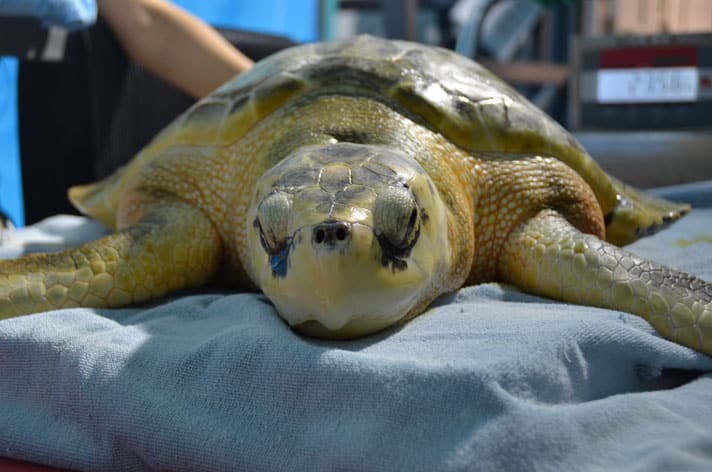 South Carolina Aquarium Will Livestream The Release of Two Rehabilitated Sea Turtles
