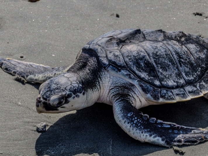 Endangered Kemp's Ridley Sea Turtle Found Dead, Stuck In Barstool