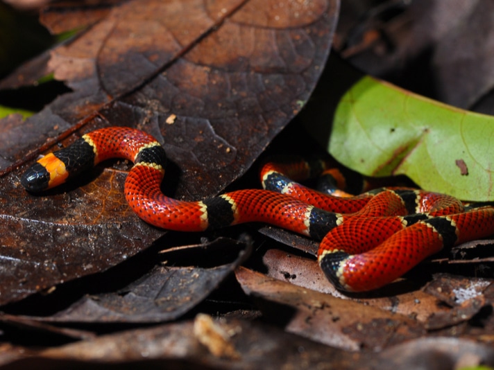 New snake species discovered in another snake's belly