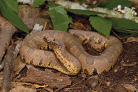Viper Boas are not vipers but do have a semi-close resemblance to actual vipers