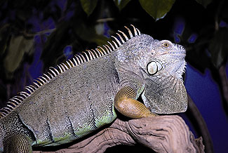 Green Iguana