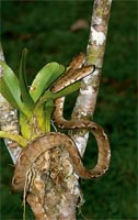 Amazon tree boa