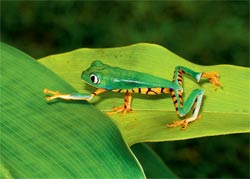 barred monkey frog 