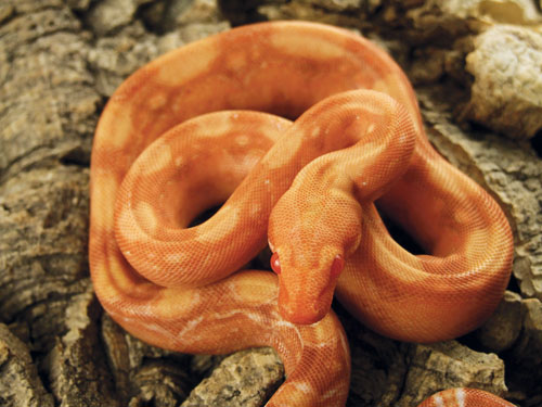 albino blood boa