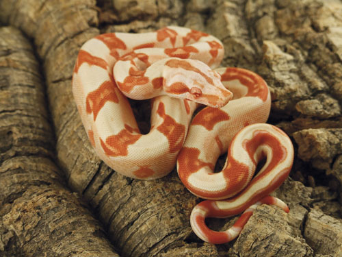 sunglow boa