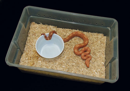 Baby Boa Constrictor - jar and bottle opener - Living with Disability