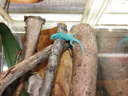 electric blue day gecko