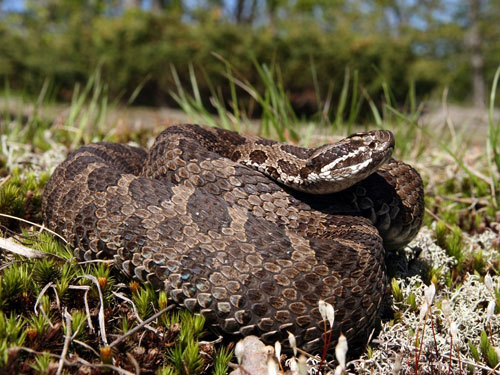 Eastern Massasauga Rattlesnake