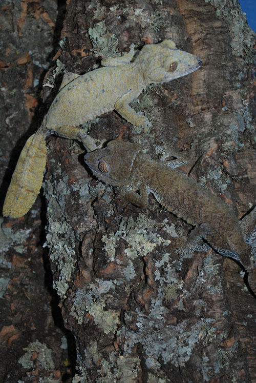 giant leaf-tailed geckos