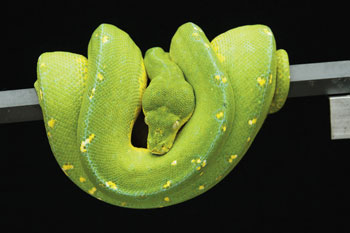 Green Tree Python