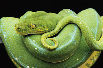 Green Tree Python