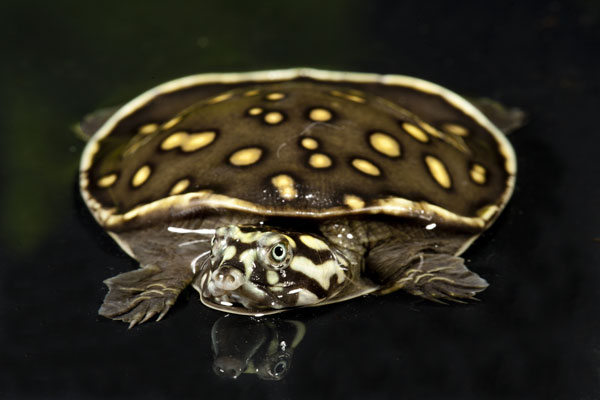 Indian Flapshell turtle