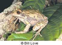 marsupial treefrog