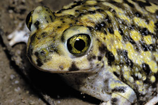 Couch’s spadefoot toads (Scaphiopus couchii) can go from egg to a toadlet capable of living on land in as little as nine days.
