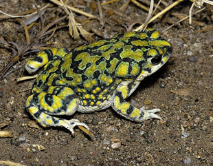 Sonoran green toad 