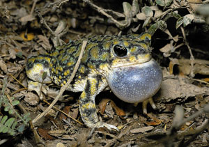 Sonoran green toad 