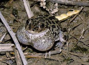 northern casque-headed frogs 