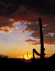 The cactus-studded landscape of Arizona’s Sonoran Desert 