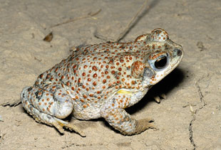 red spotted toad
