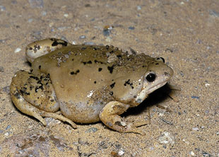 Western narrowmouth toad