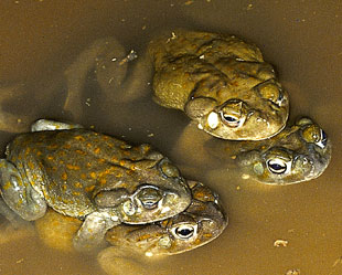 Sonoran Desert toads (Bufo alvarius) 