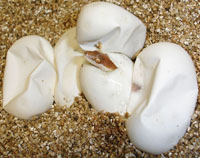 Savu python eggs