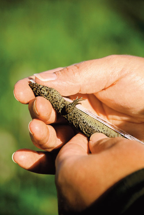 Channel Island Herping