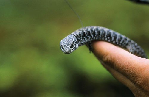 Alligator lizard