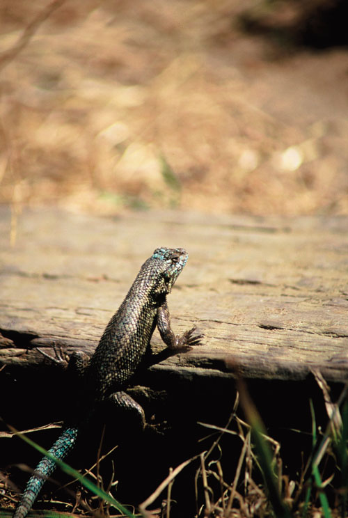 Western fence lizard