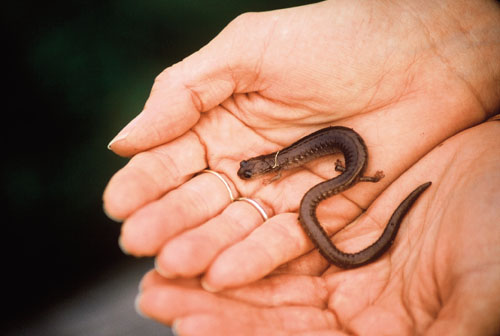 Pacific slender salamander