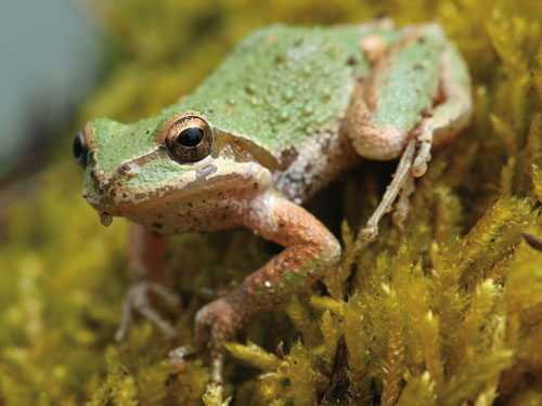 Pacific tree frog