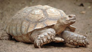 Spurred tortoise
