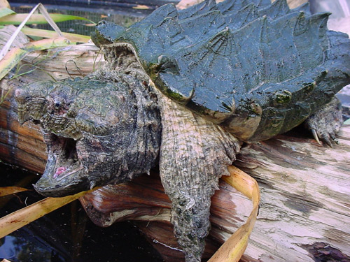 alligator snapping turtle vs common snapping turtle baby