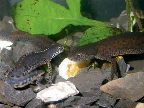 The courting between Alpine Newts is a three-staged process