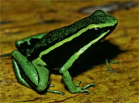 three-striped poison frog