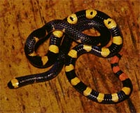 Northwest black-backed coral snake