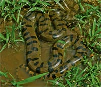 Amazon green anaconda