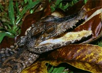 smooth fronted caiman