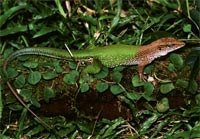 Amazon whiptail lizard
