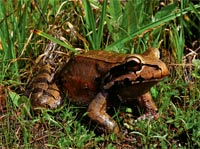 smoky jungle frog