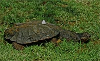 mata mata turtle