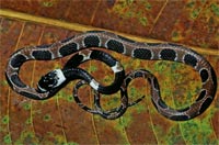 Ornate snail eating snake