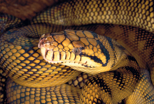 Changes in habitat can trigger the beginning of breeding for the Amethystine Python