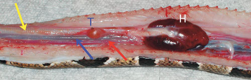 Snake Respiratory System