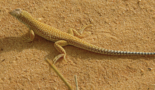 Schmidt's fringe toed lizard