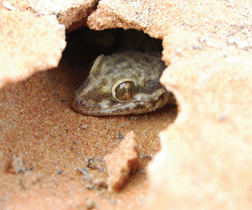 Baluch rock gecko