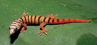 ashy geckos 