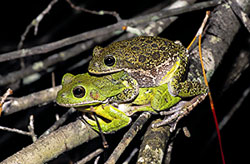 barking treefrog